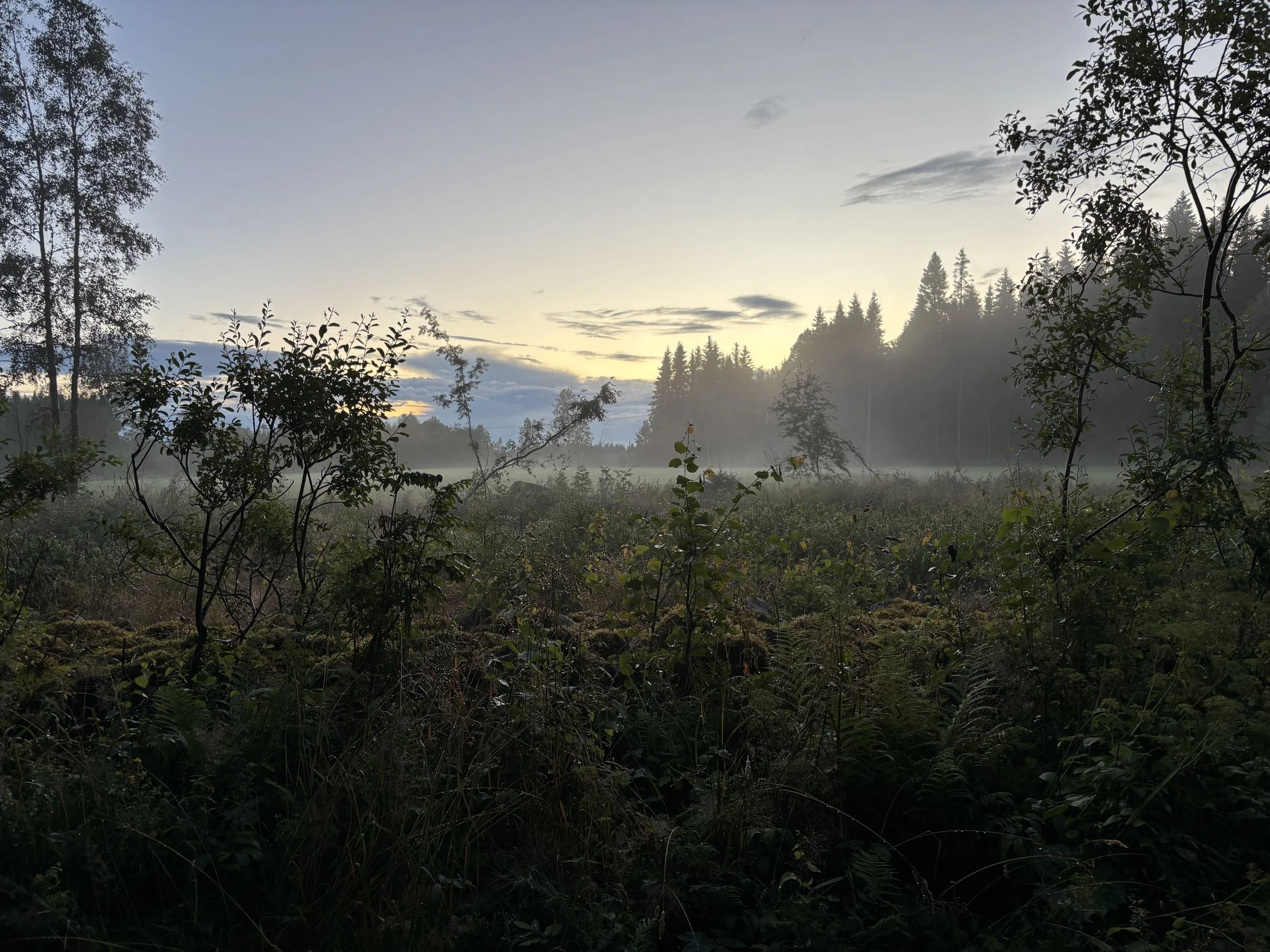 Blick auf den Björkedal Gård im nebligen Sonnenaufgang in einer waldigen Landschaft mit Bäumen und einer offenen Wiese.