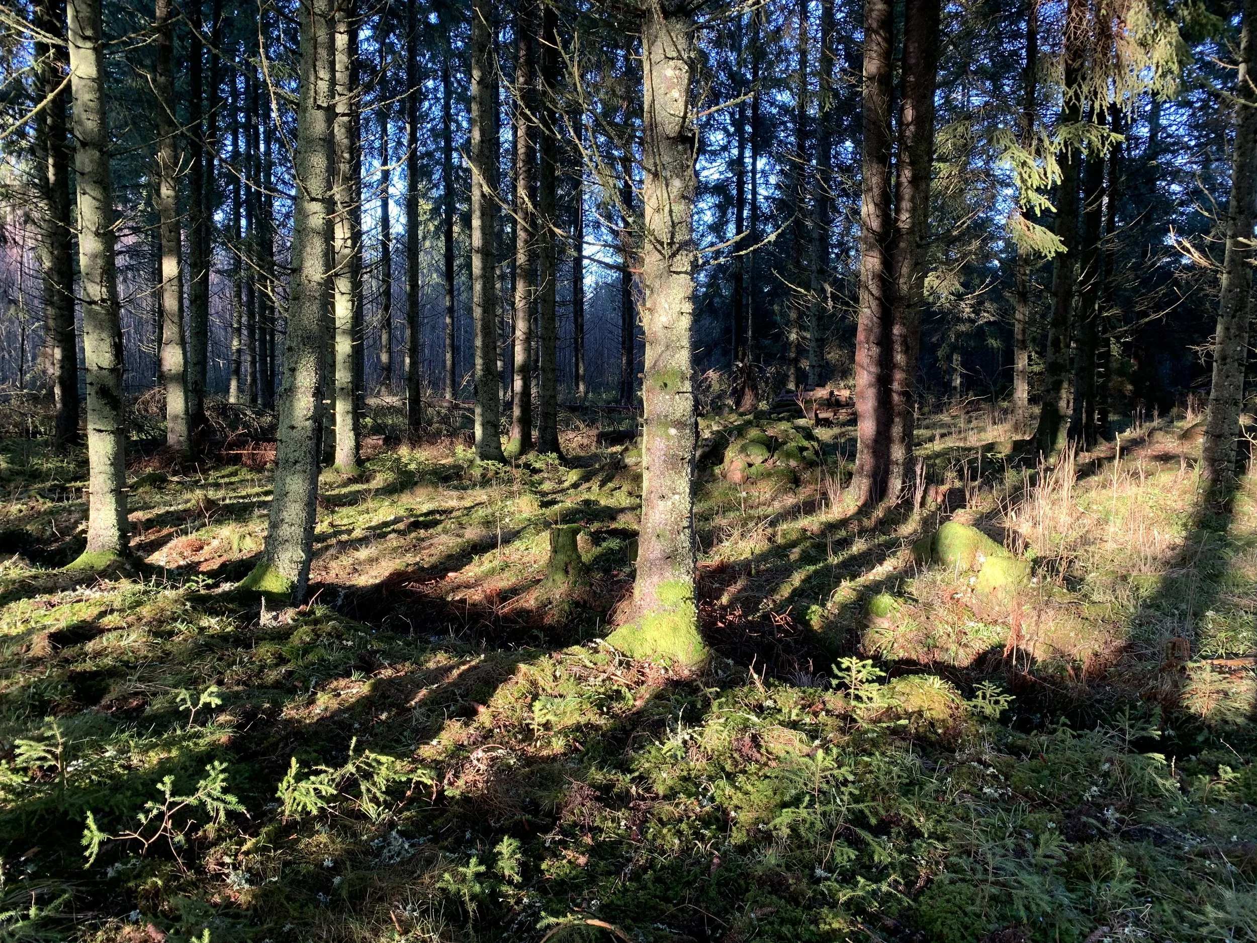 Ein Wald mit zahlreichen Baumstämmen und moosbedecktem Boden, Sonnenlicht fällt durch die Äste.