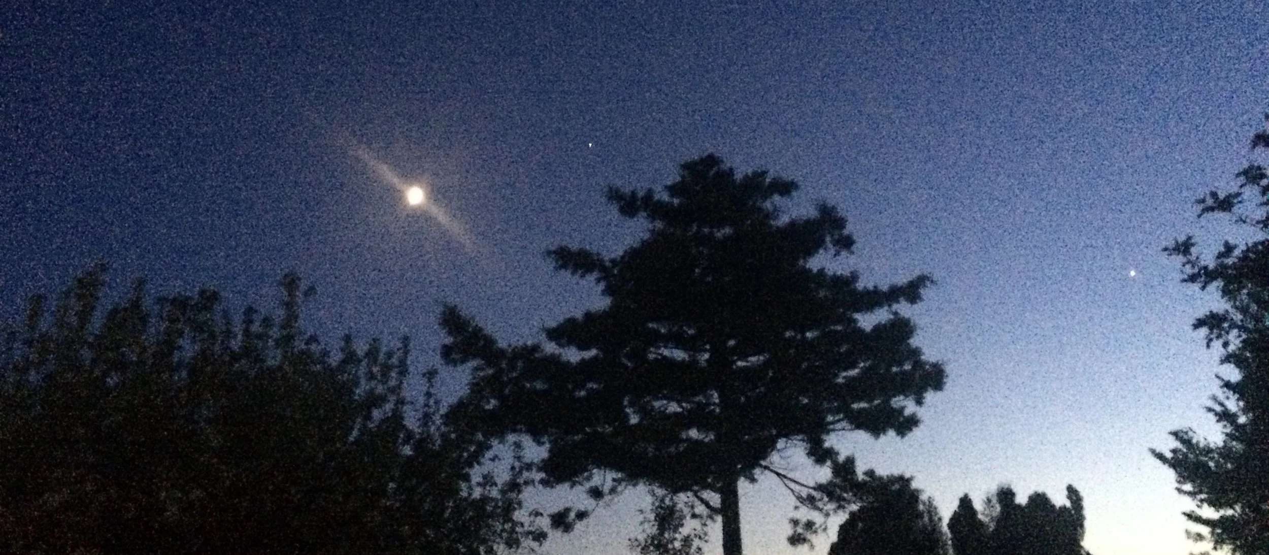 Nattehimmel med et træ i forgrunden