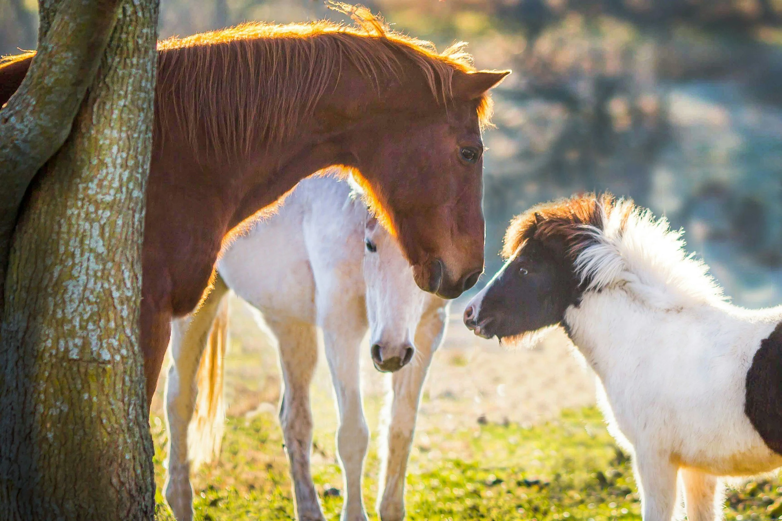 animal-health-wellbeing