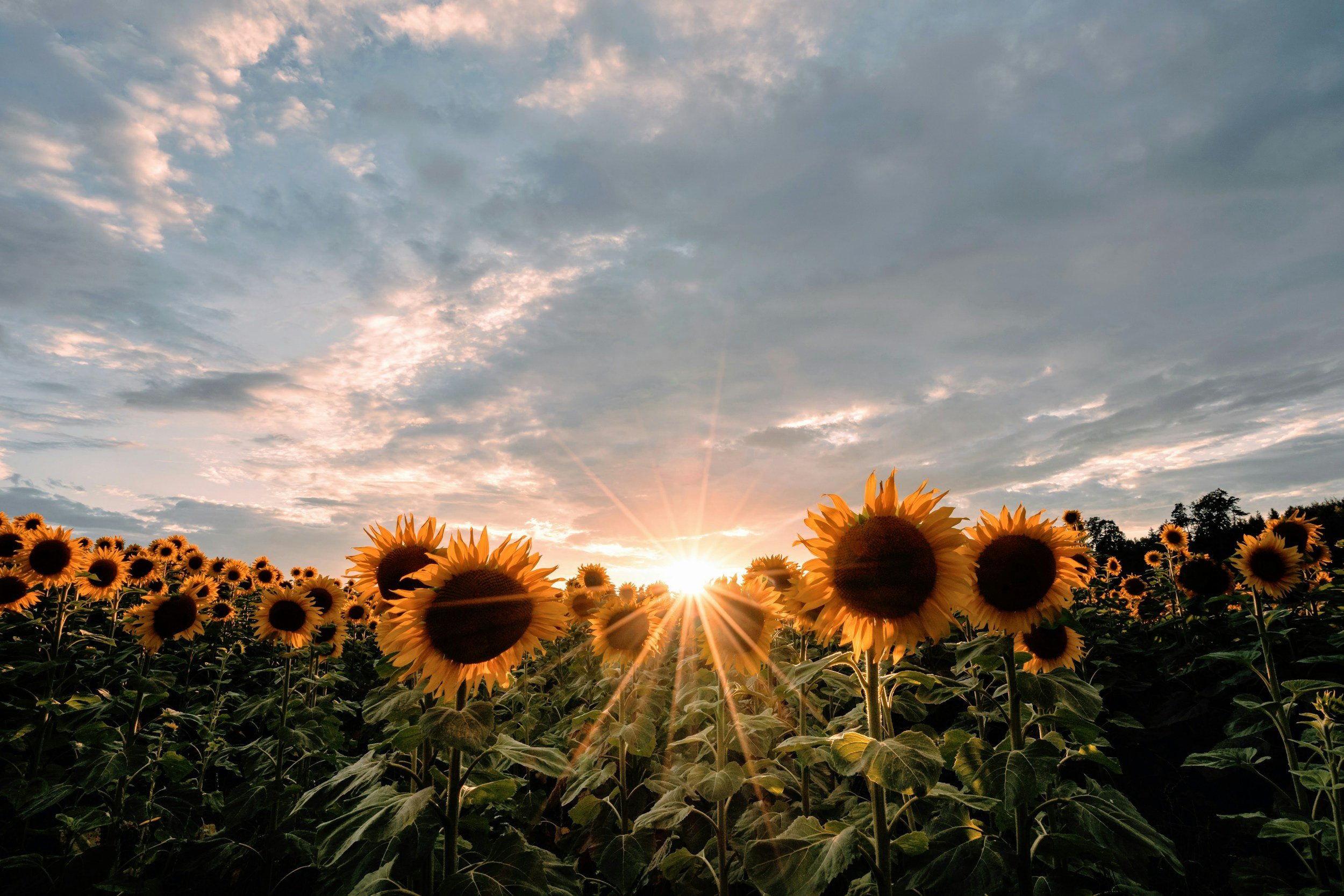 sunflowers-sun-sky