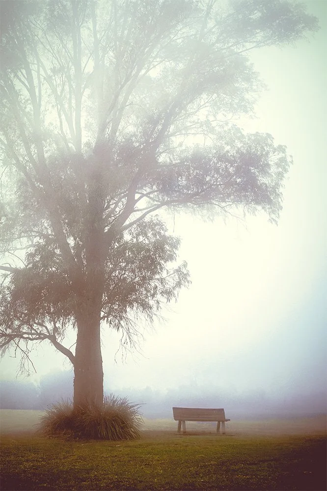 019 Kangaroo Valley Tree