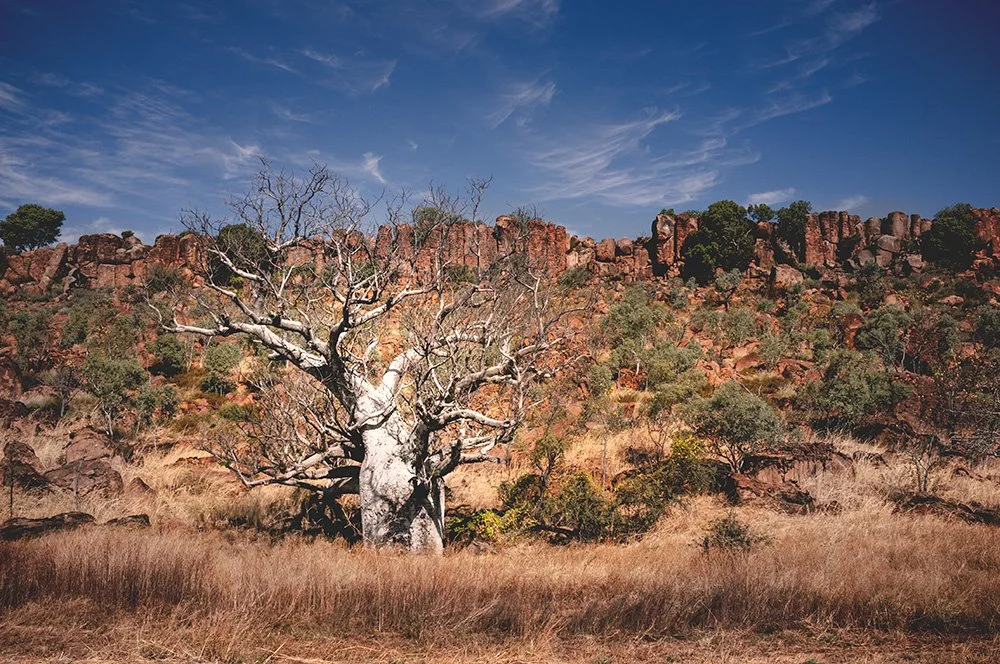 027 - Western Australia Tree