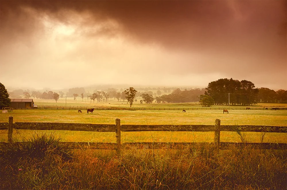 013 Southern Highlands Horses