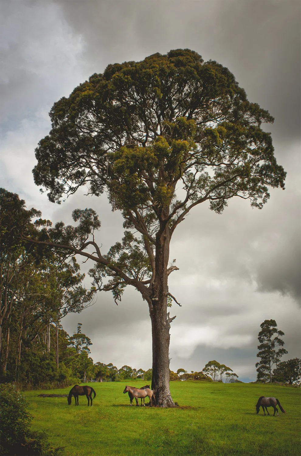 014 - Horses by Tree