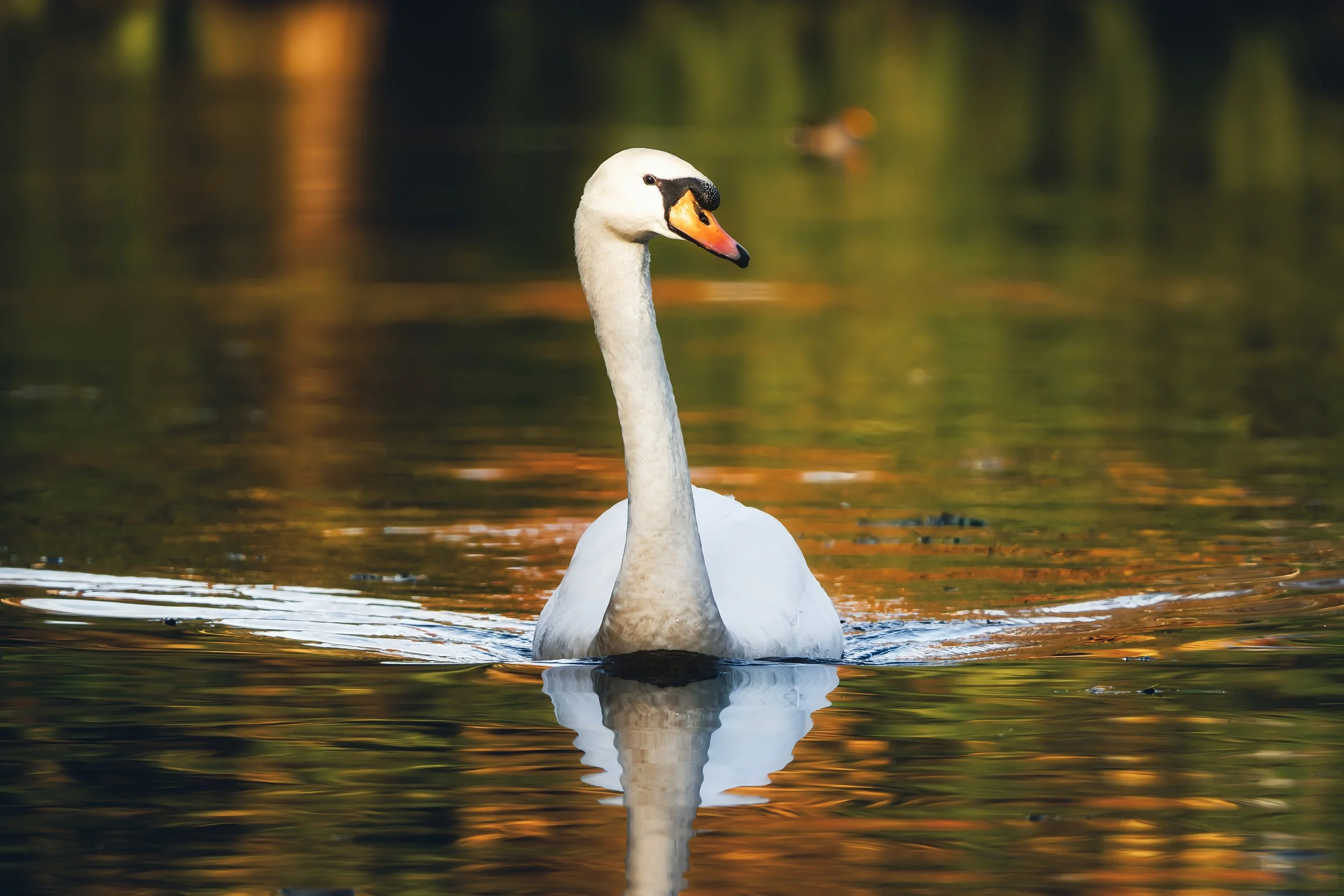 royal bird, swan, lake, beautiful, British, protected