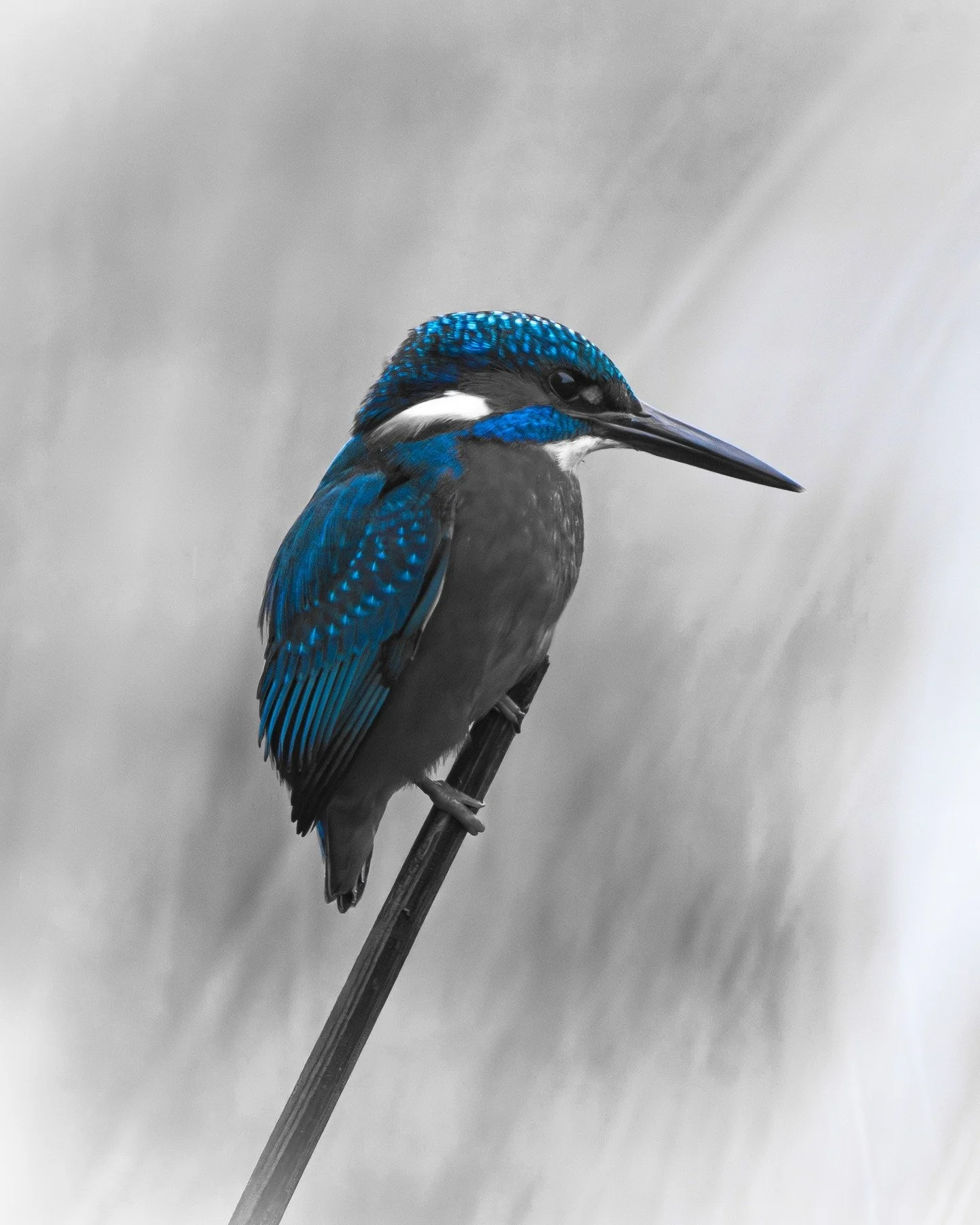 Everyone always mentions seeing a bright blue flash as a kingfisher flies by so I thought I'd do my own take on this wonderful little bird. Hope you all like it. #riverwye #herefordshire #kingfisher #wildlifephotography #nature #britishwildlife