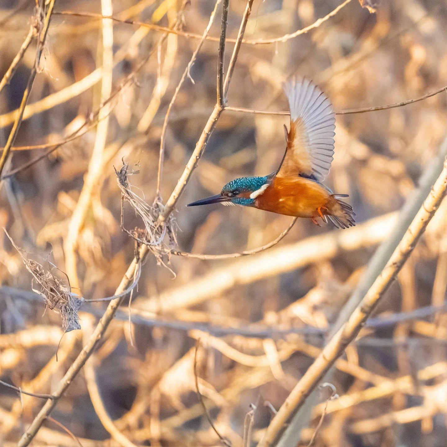 The River Wye has some truly magical wildlife, when you see that blue dart fly past you it always brings a smile to you. #kingfisher #wildlifephotography #birdphotography #riverwye #herefordshire #birds