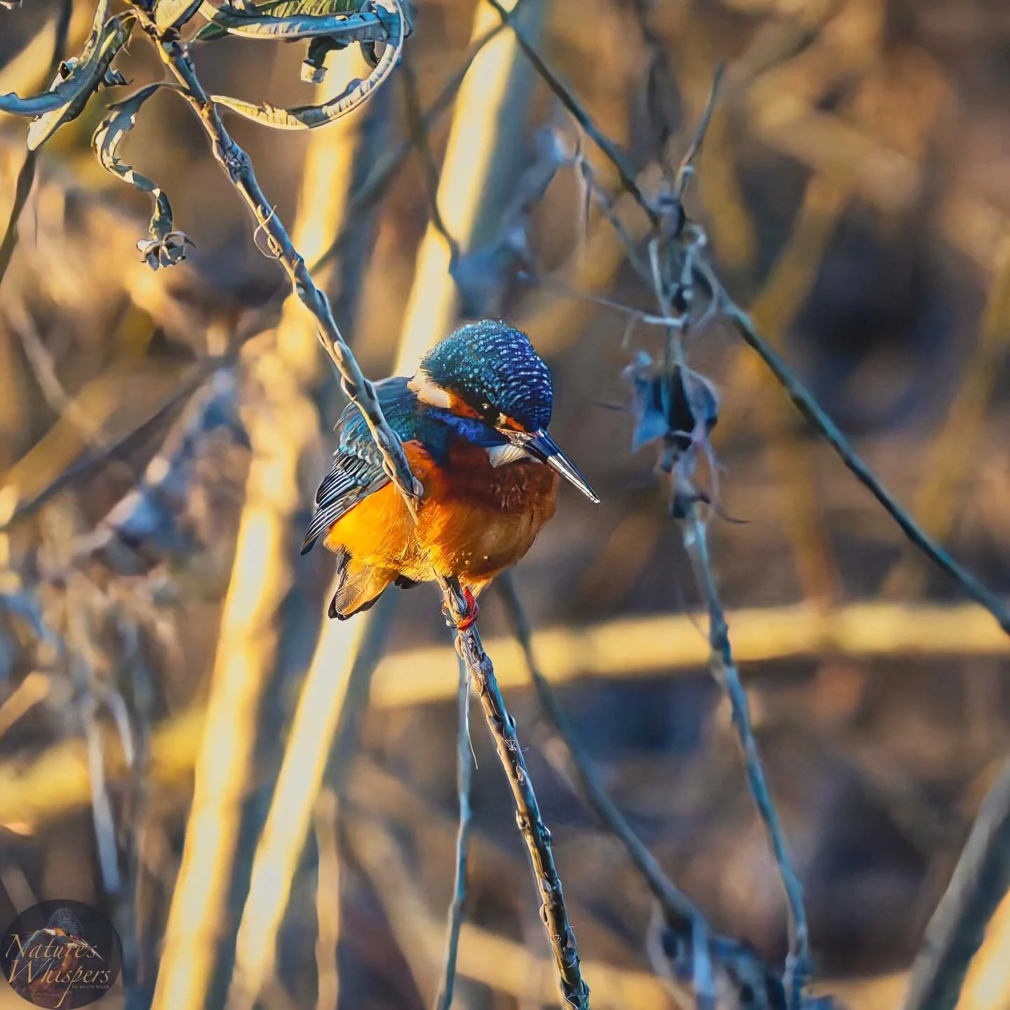 Eyeing up his next meal in the late afternoon sun. #kingfisher #wildlife #riverwye #november #autumncolors🍁