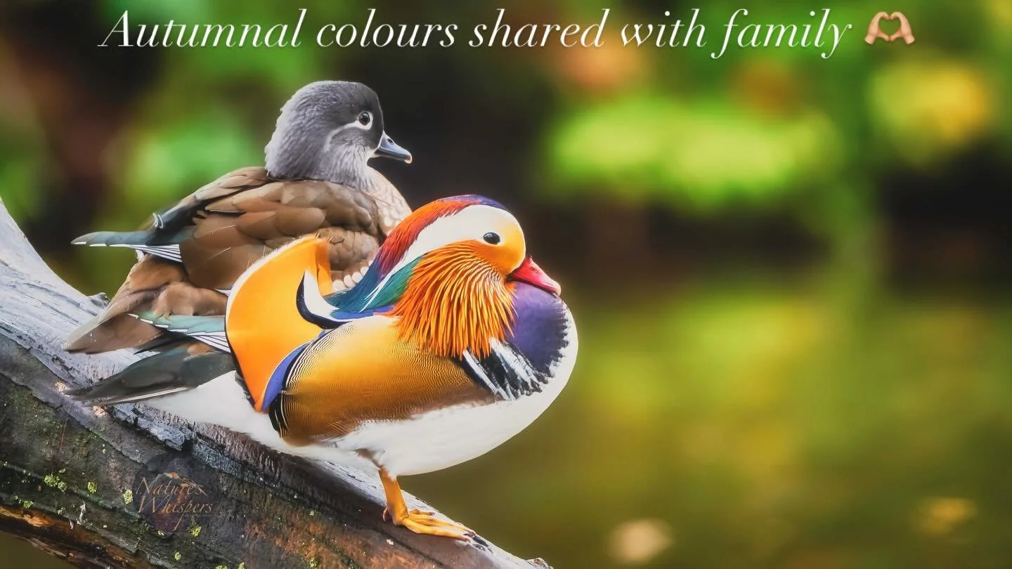 The colours at this time of year are truly stunning, being outside enjoying them with family and friends is one of the most rewarding experiences we can share.  #autumncolors🍁 #autumnvibes🍁 #wildlife #wildlifephotography #familytime #outdoors #bird