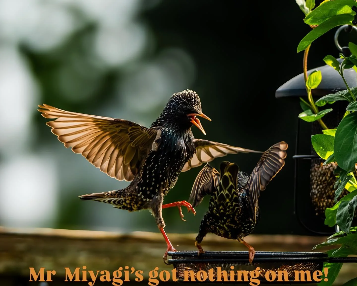 The &ldquo;New&rdquo; starling kick.  Just a bit of fun showing how the food on the table really is anyone&rsquo;s  #naturalworldphotography #fightofthefittest #feedingthefamily #britishbirds #starlings
