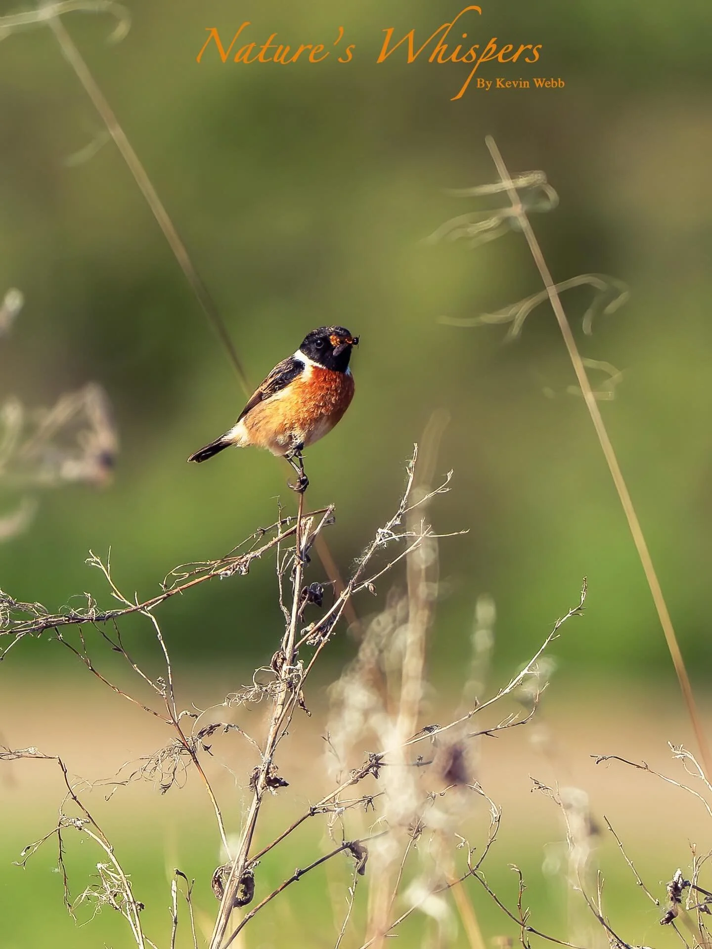 Stonechats are so wonderful to watch in the long grass #stonechats #britishbirds #herefordshirewildlifetrust #bringbackwetlands #rspb_love_nature