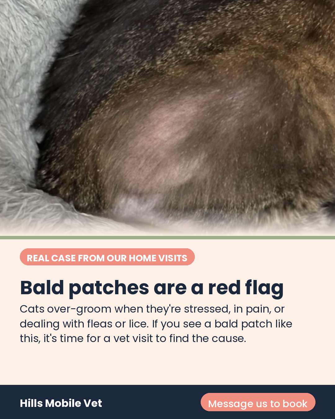Bald belly? Thinning fur on the legs? 
