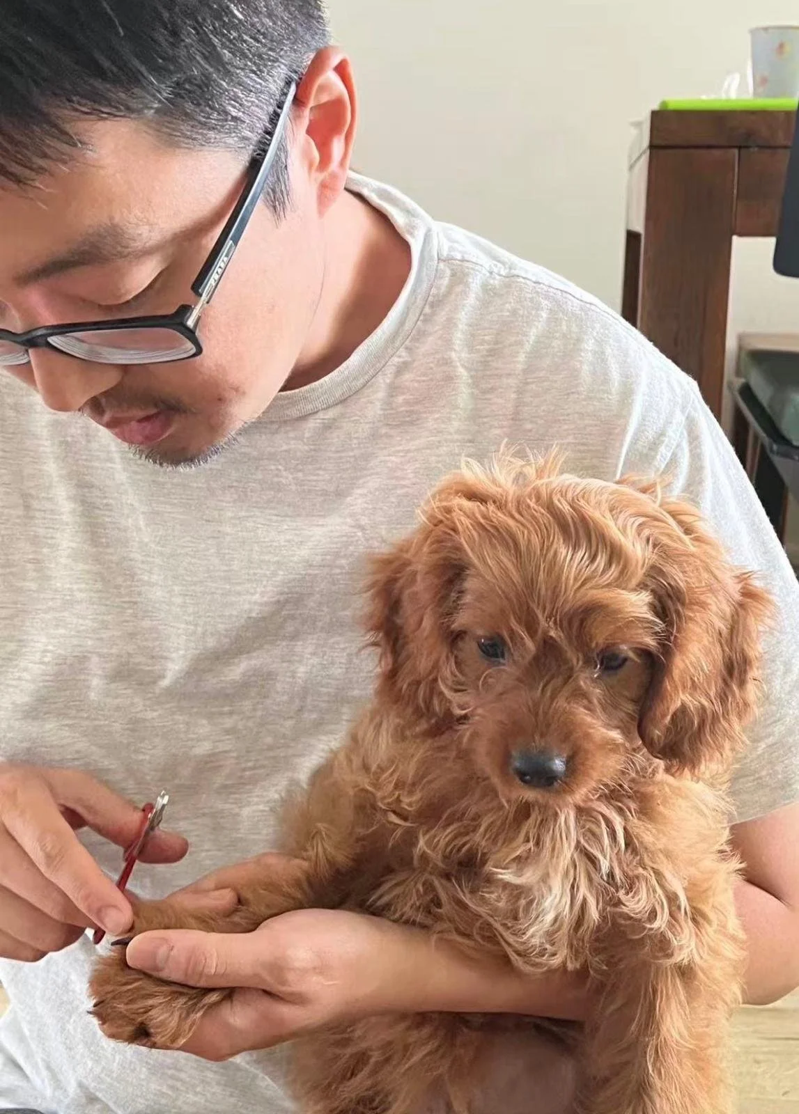 A man wearing glasses holds a small, curly-haired, reddish-brown puppy in his arms while giving it a shot or vaccination.