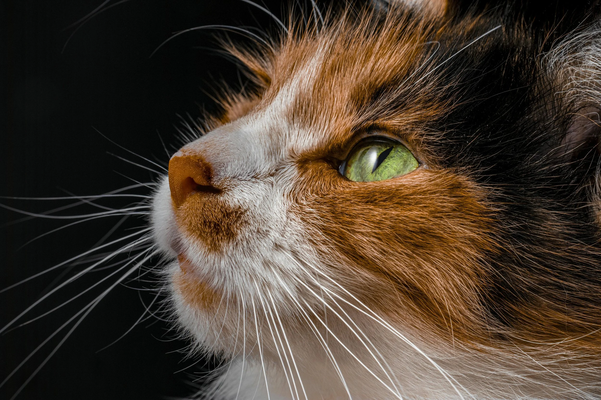 Hills Mobile Veterinarian Cat Face