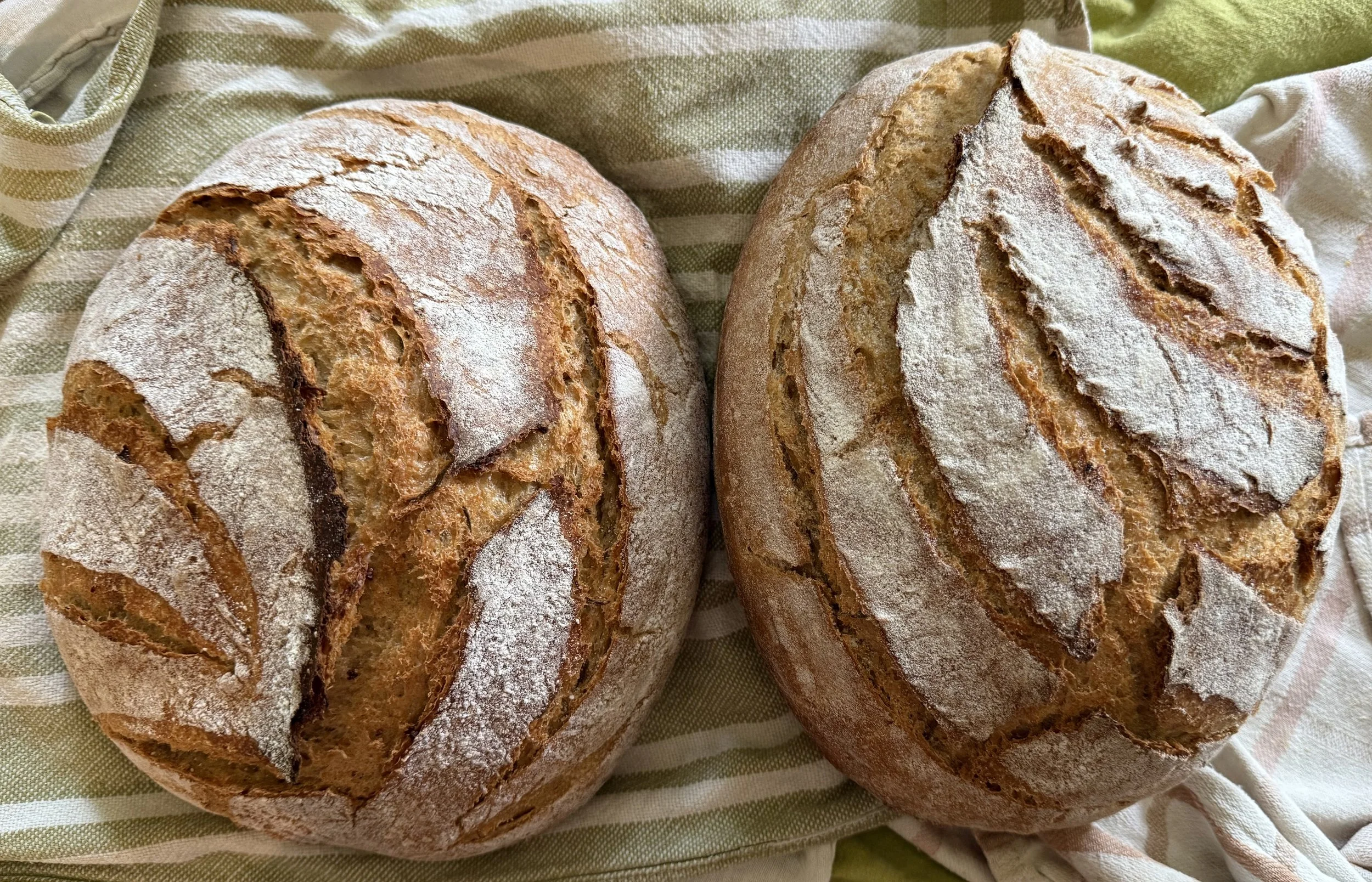 Two sourdough loaves fresh from the oven