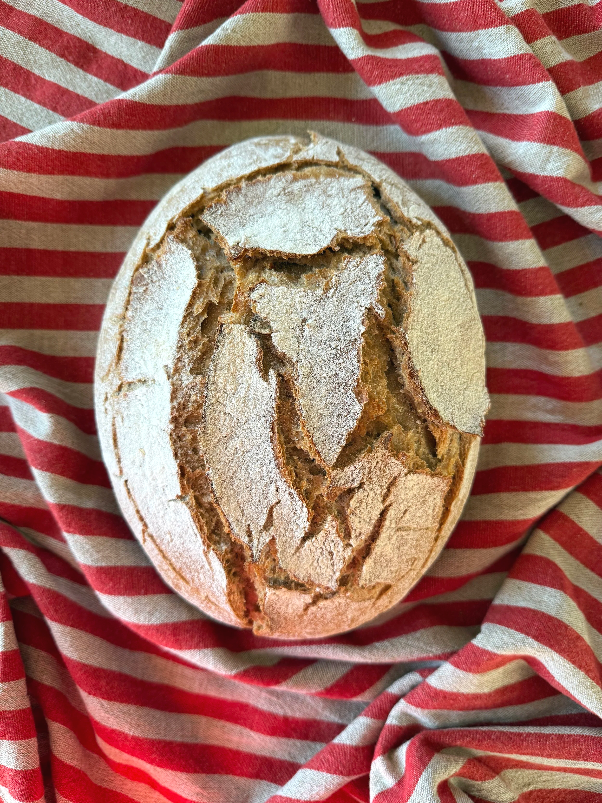 An image of a delicious sourdough loaf of bread on a red and cream striped blanket.