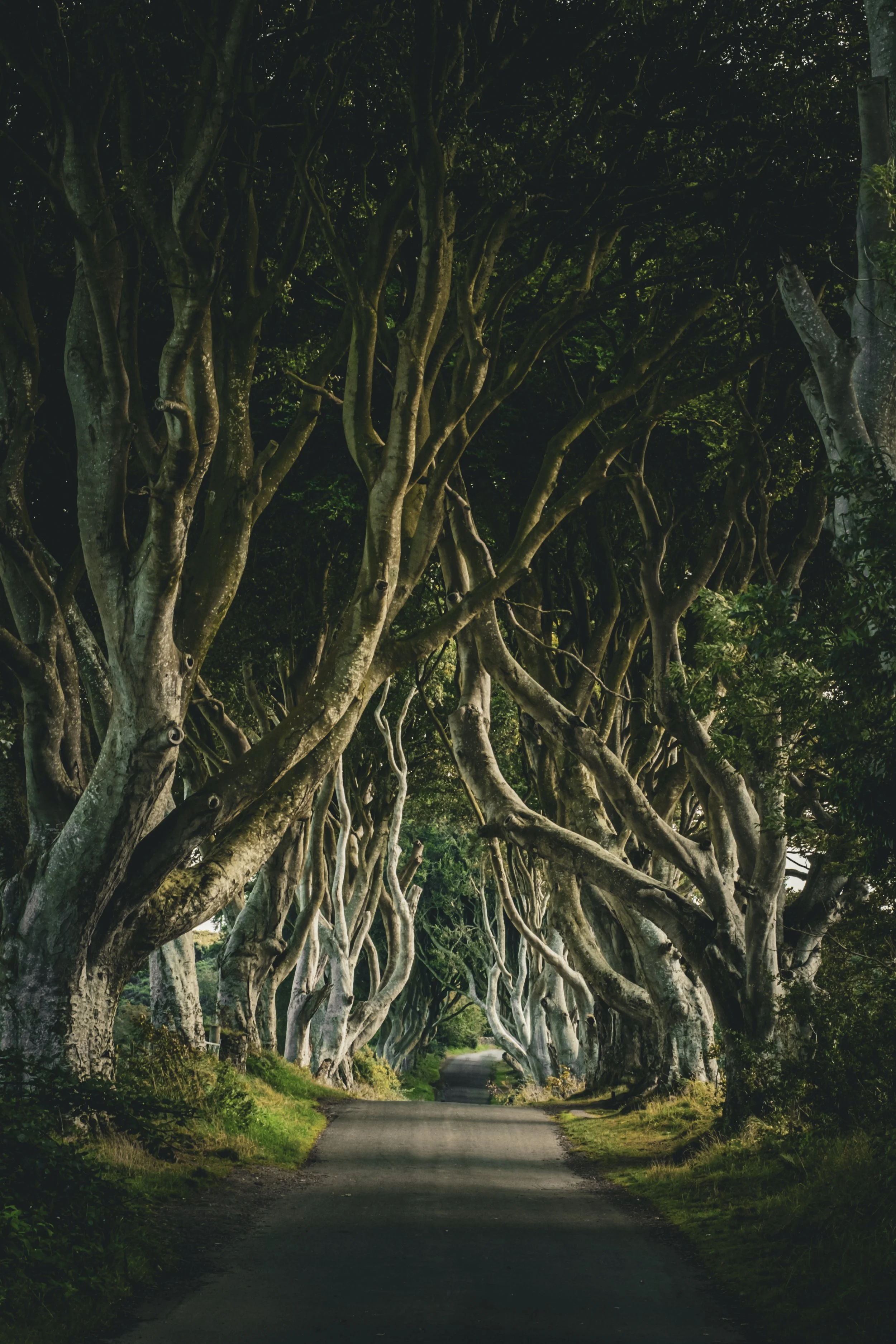 Dark Hedges