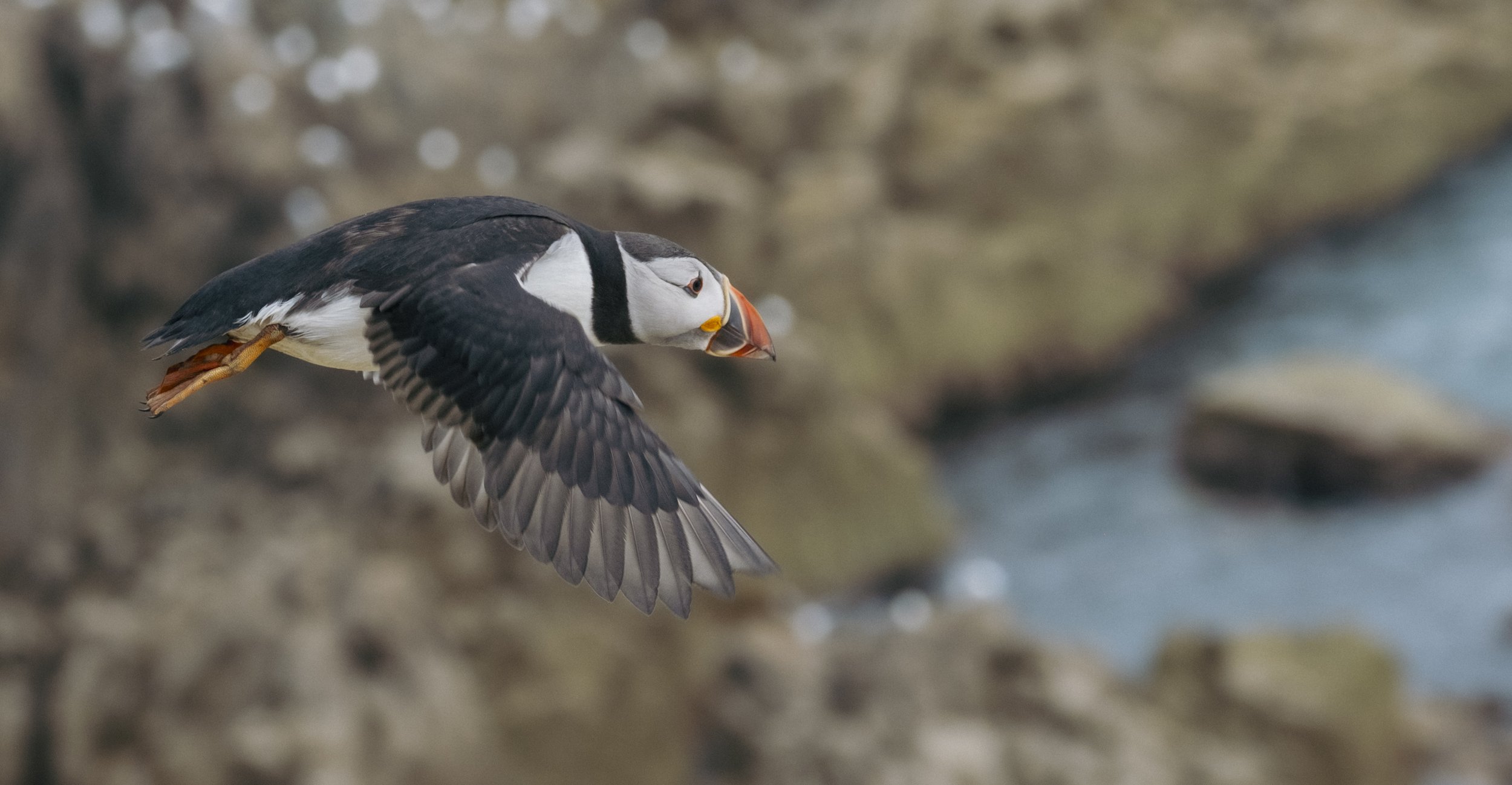 Saltees, Kilmore Quay, Co.Wexford.