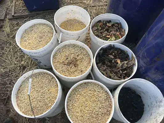 corn-and-food-scraps-scaled.webp