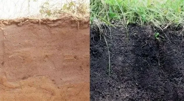 Healthy Soil is Living Soil 