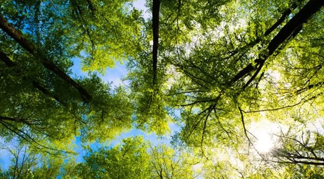 How does Nature Do it? 