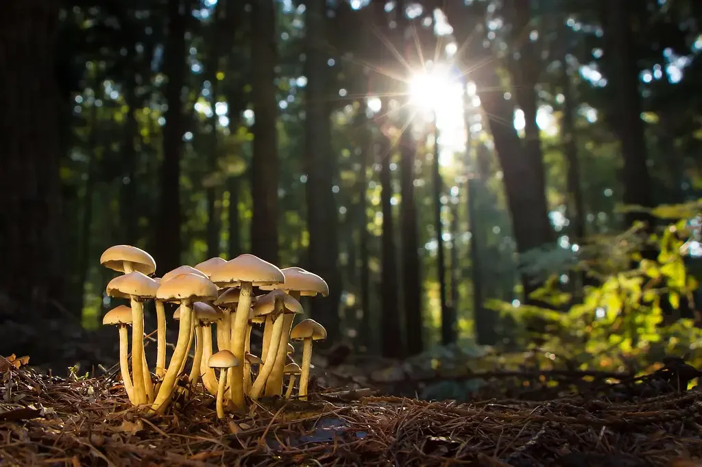 Mushrooms peeking up through the forest floor