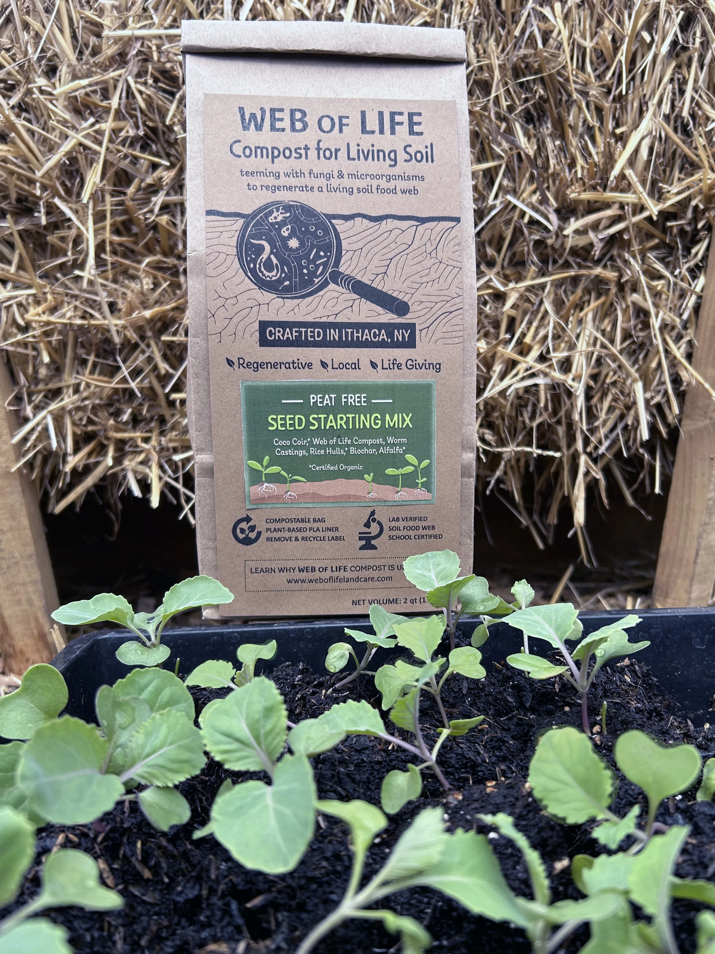 Seed Starter with Cabbages.jpg