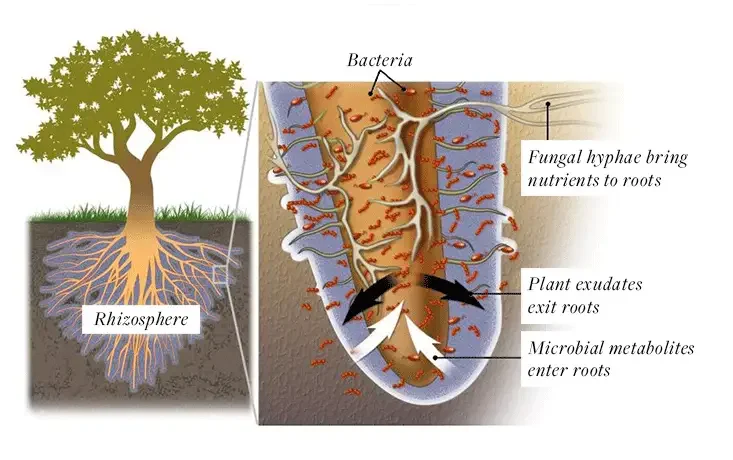Microbial Roots of Life and Health