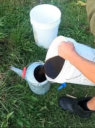 Pouring+Compost+Extract.jpg