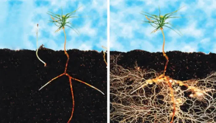 Root Health Comparison in Living Soil