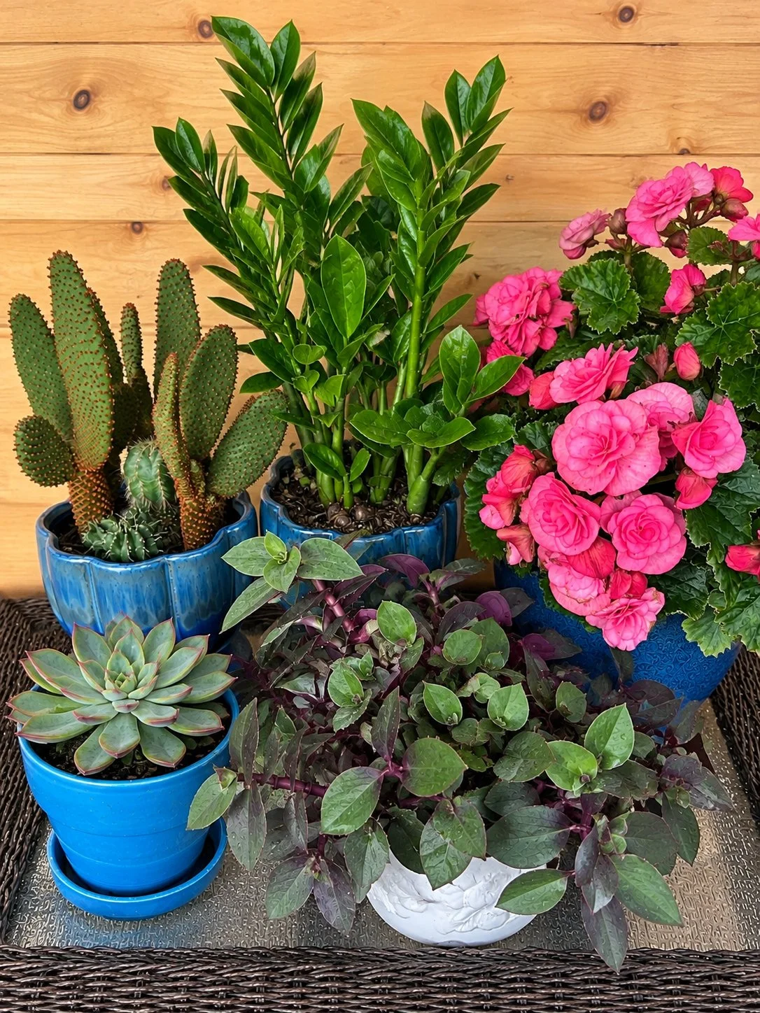 Houseplants2.jpg