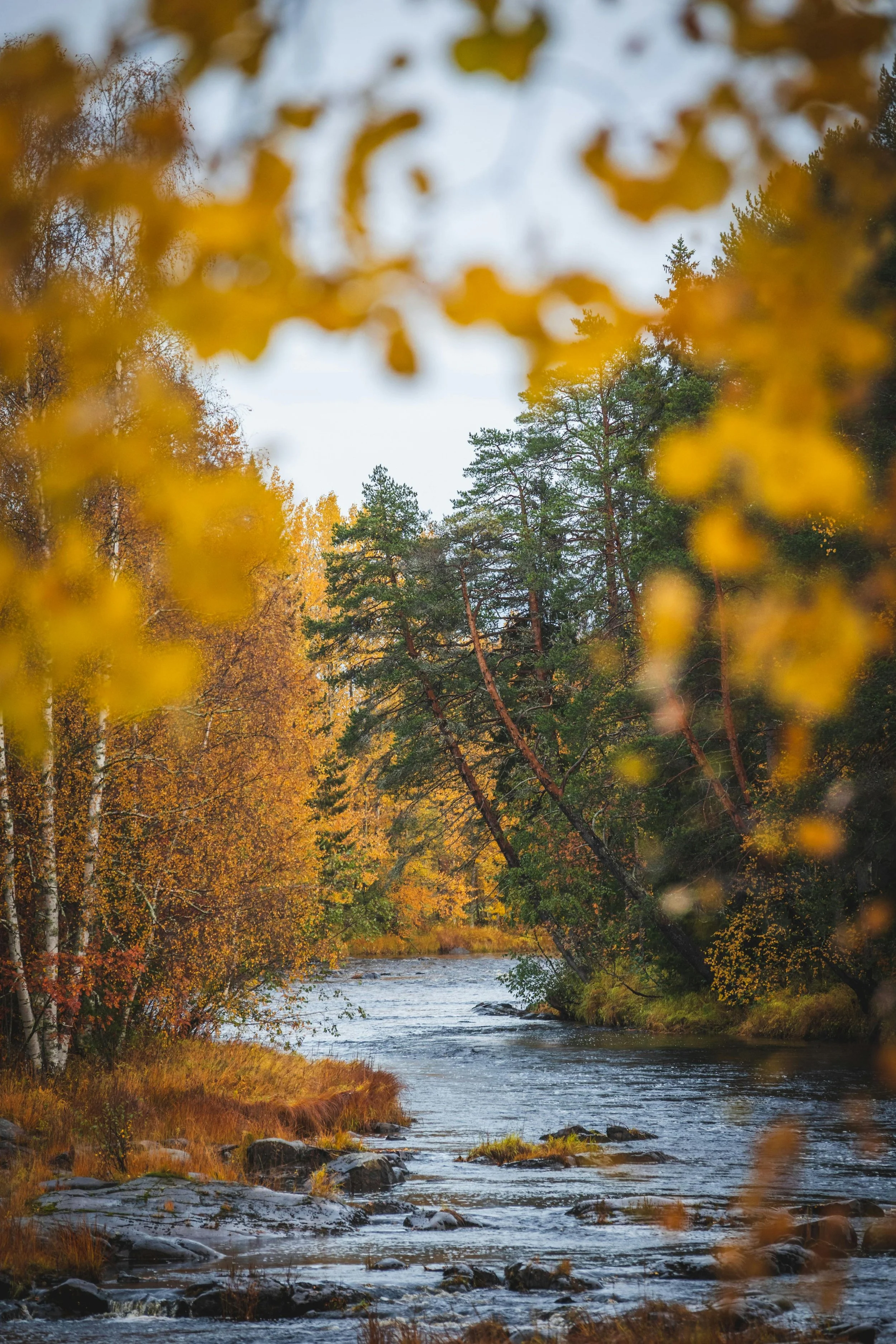 Autumn scene of a river flowing through a forest with trees in fall colors and leaves in the foreground.