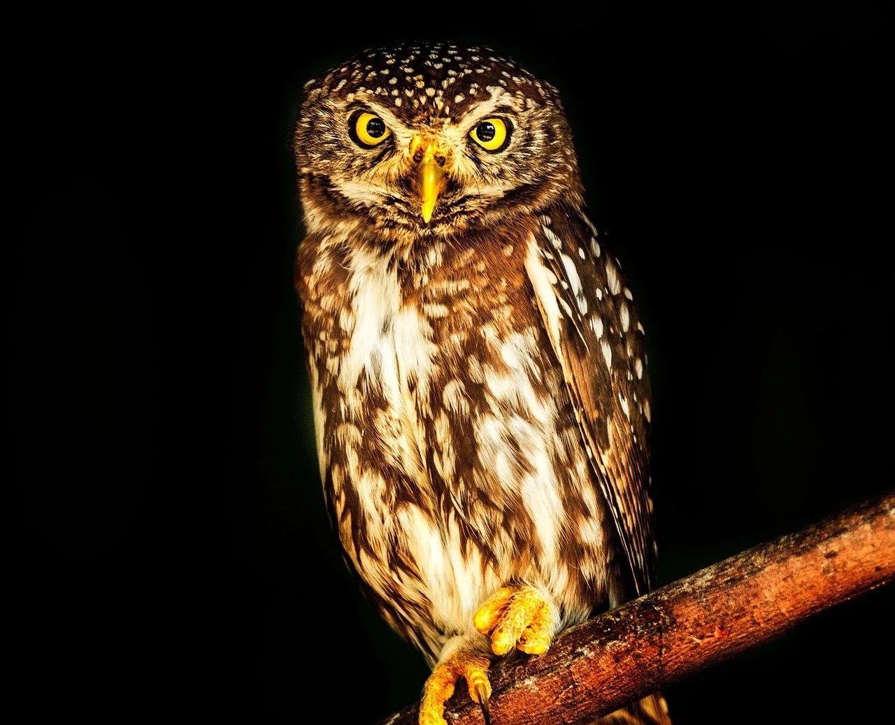 A close-up of a brown and white owl perched on a branch against a black background.