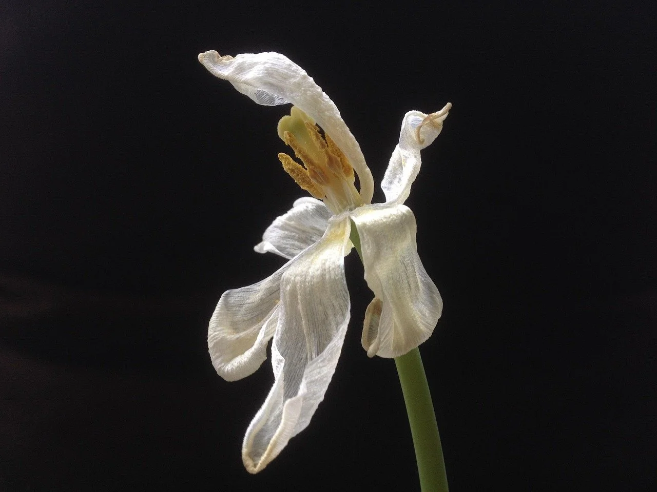 A close-up of a wilted white flower with curved petals and yellow stamens on a dark background.