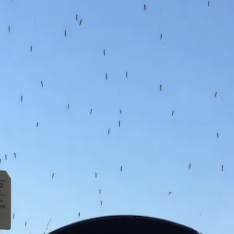 Mosquitoes, Bugs and Bees! Oh my!