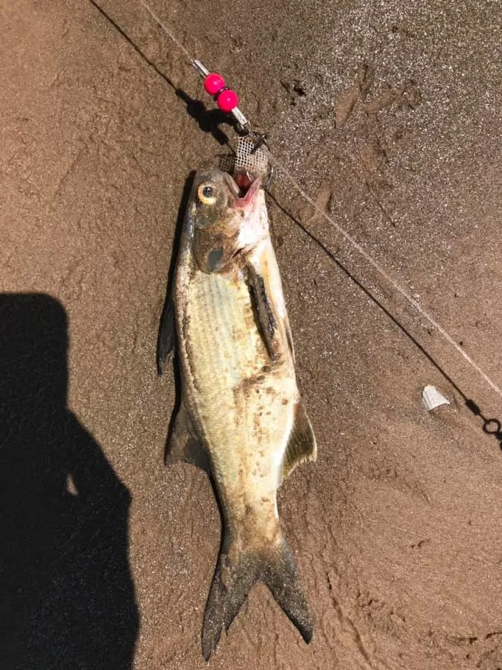 59389323_451821008897698_7037254006976020480_n.jpg