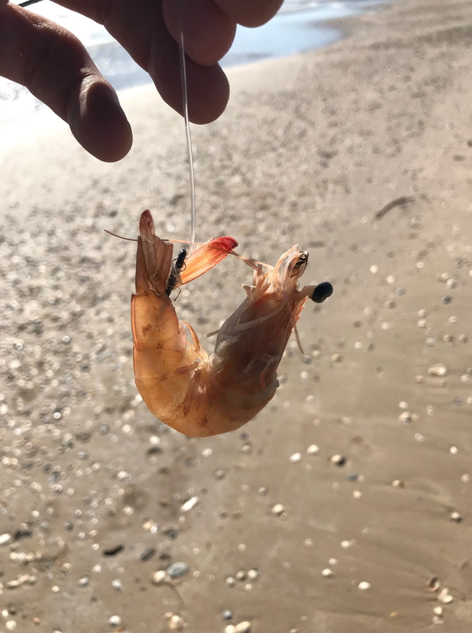 Surf fishing shrimp bait snelled hook