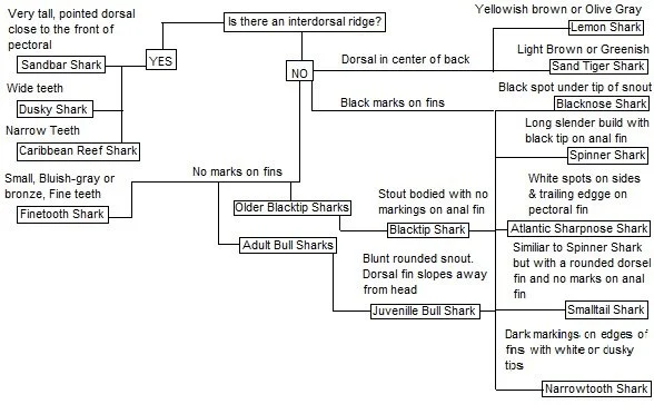 Shark identification flow chart
