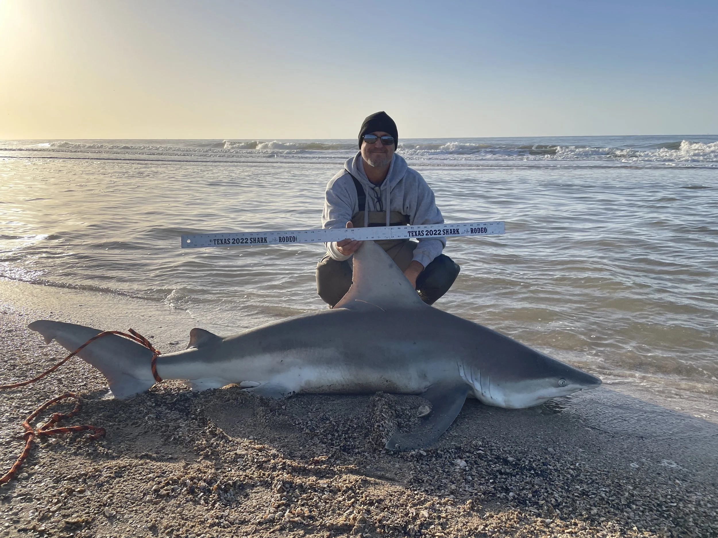 Man squatting on the beach holding a measuring stick with a large shark in front of him. The shark is tied with a rope and there is ocean in the background with a setting sun.