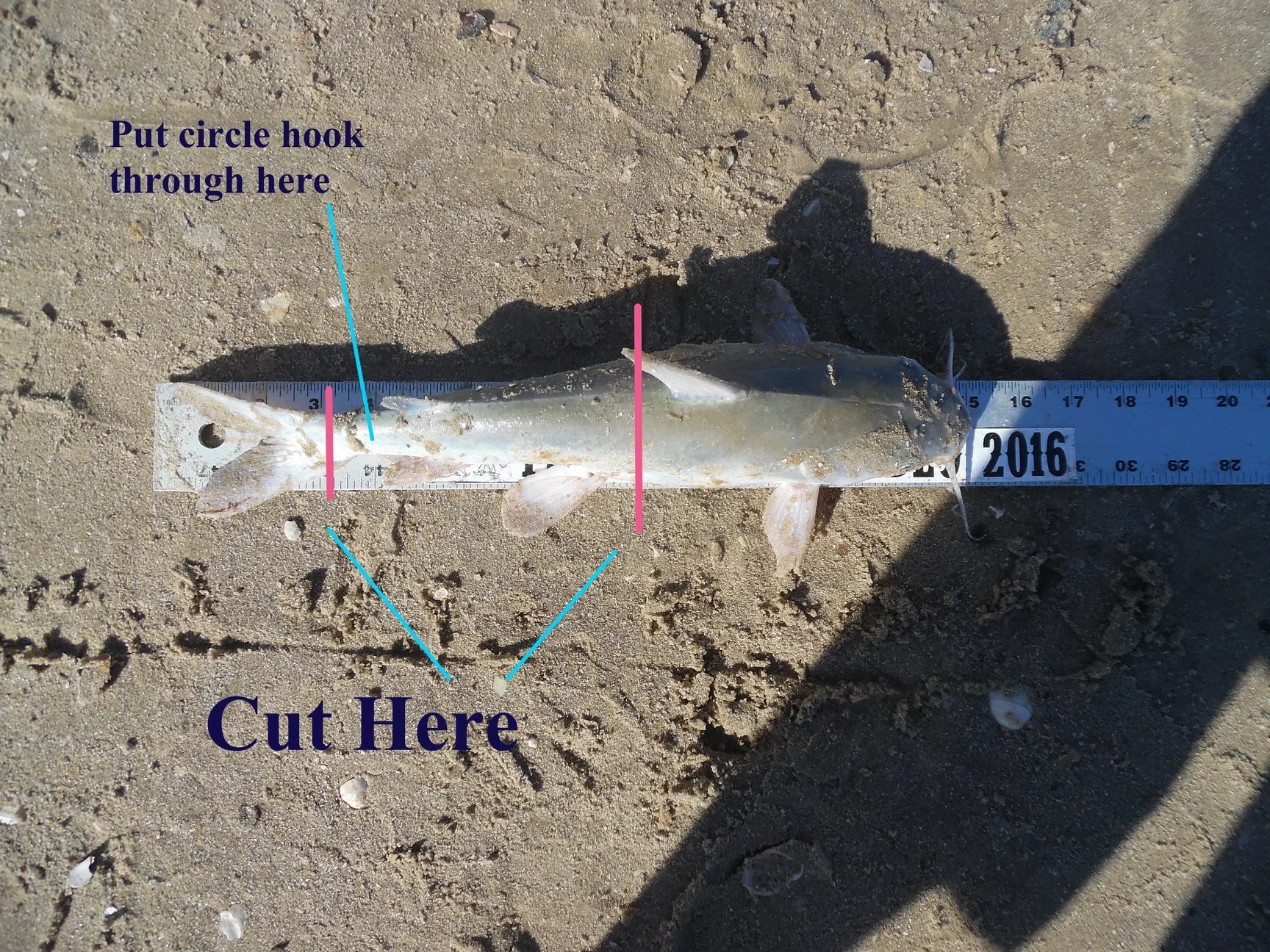 Shark bait hardhead catfish