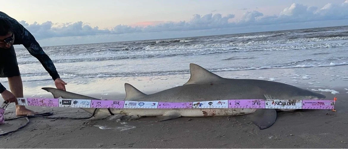 15ft Soft Vinyl Shark Measuring Tape - Choose color - Benefits Cancer Charity