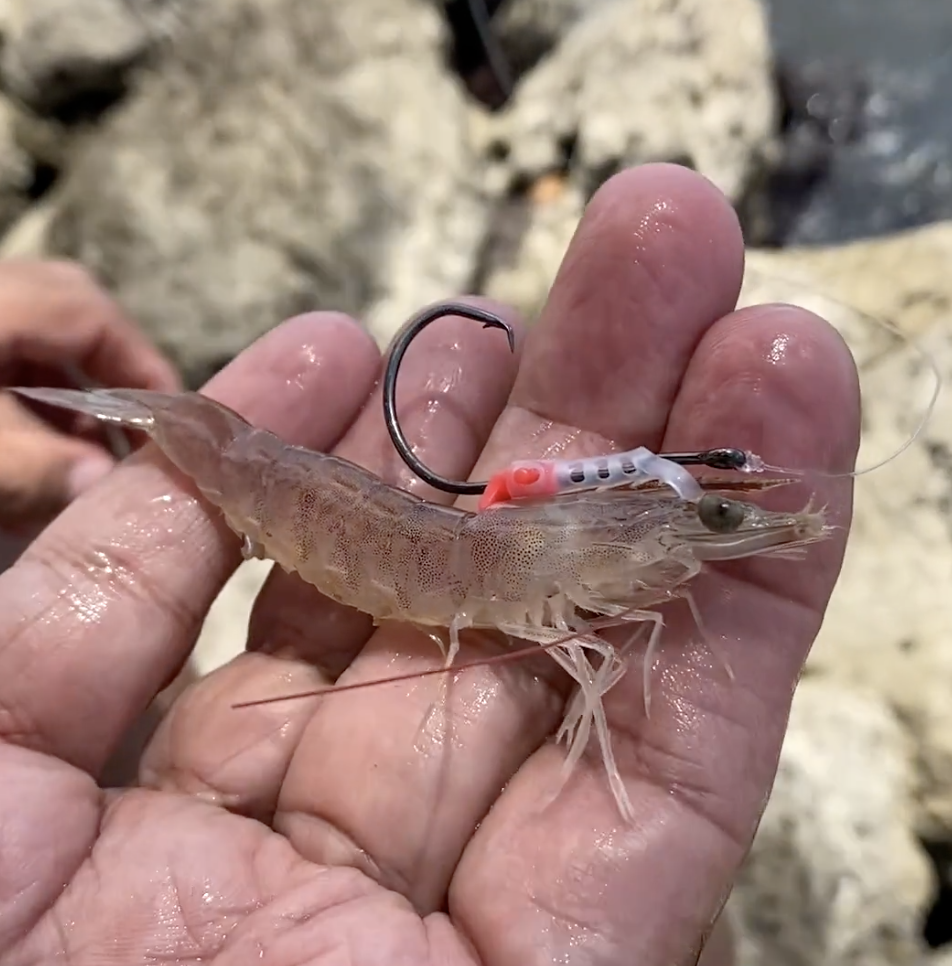 Shrimp Walker BIG (3/0 hook) - Live Shrimp Holder Hook