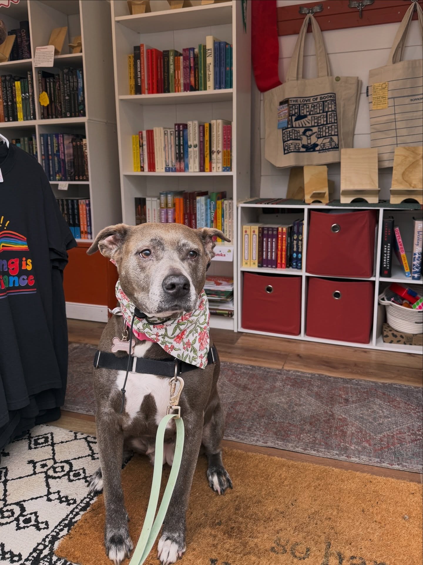 We love dogs who love books ❤️ and let&rsquo;s be honest we also love dogs who don&rsquo;t, we can&rsquo;t help ourselves!