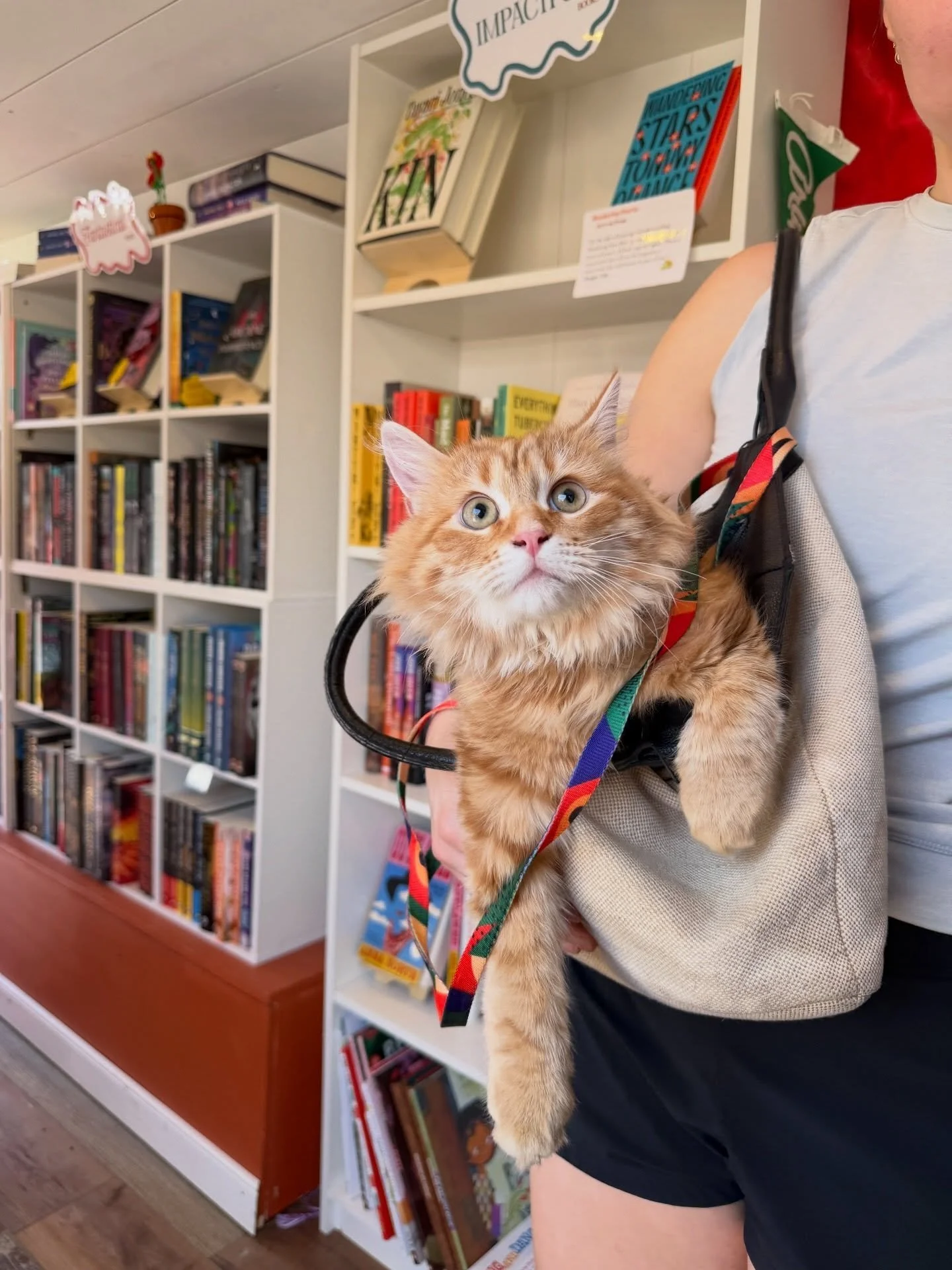 YOU GUYS 🥹

#arlingtonva #catsandbooks #booksbooksbooks