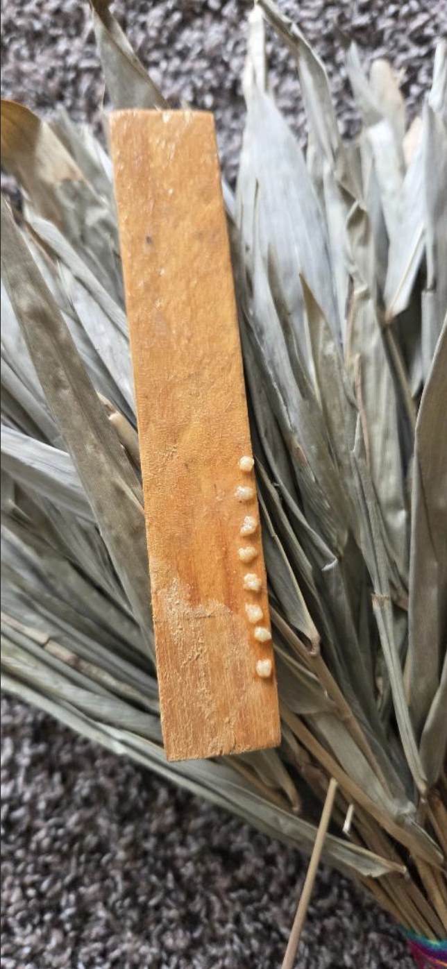 - Prepared Kambo medicine applied in small dots on a wooden stick before ceremony.