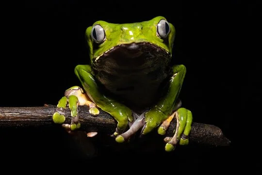Giant Monkey Frog (Phyllomedusa bicolor), source of Kambo