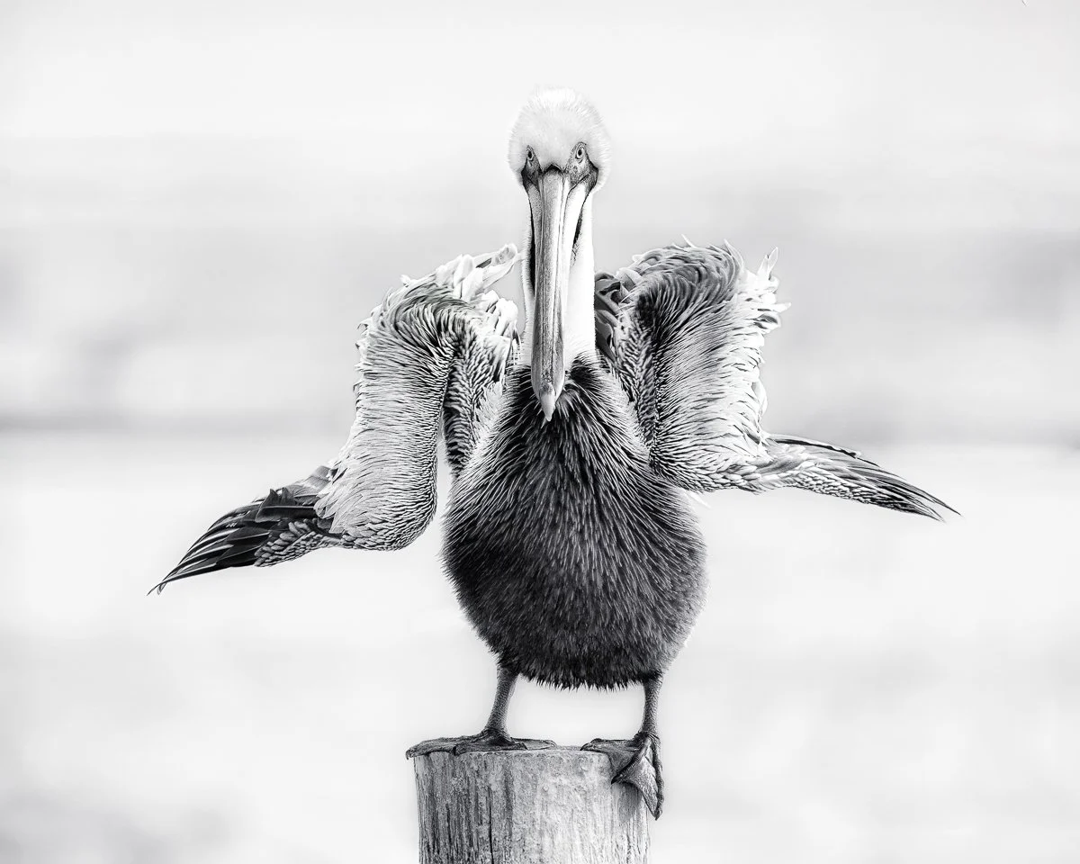 How Should I know - dsc00340-.jpg