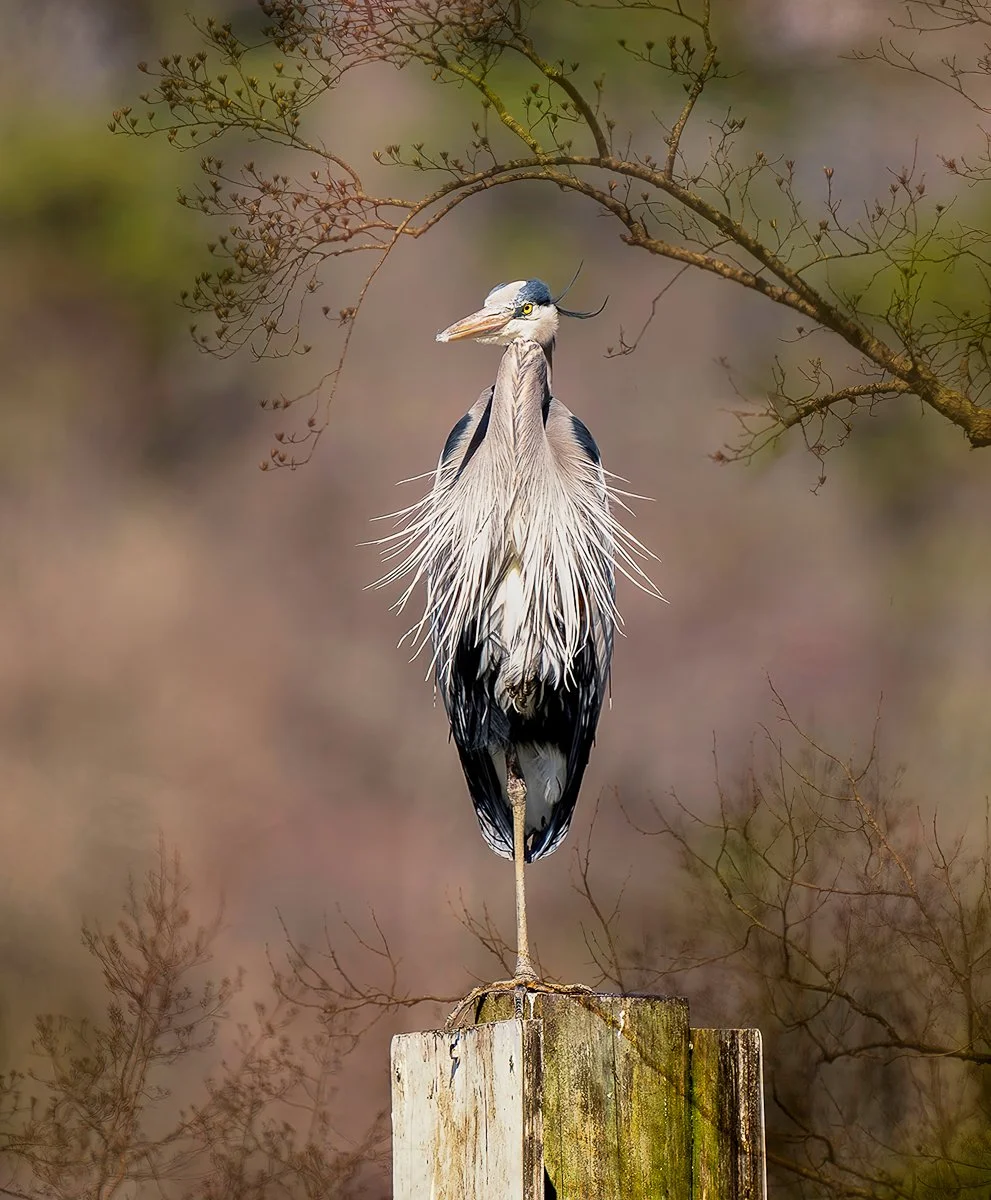 spring zephyr-Edit.jpg