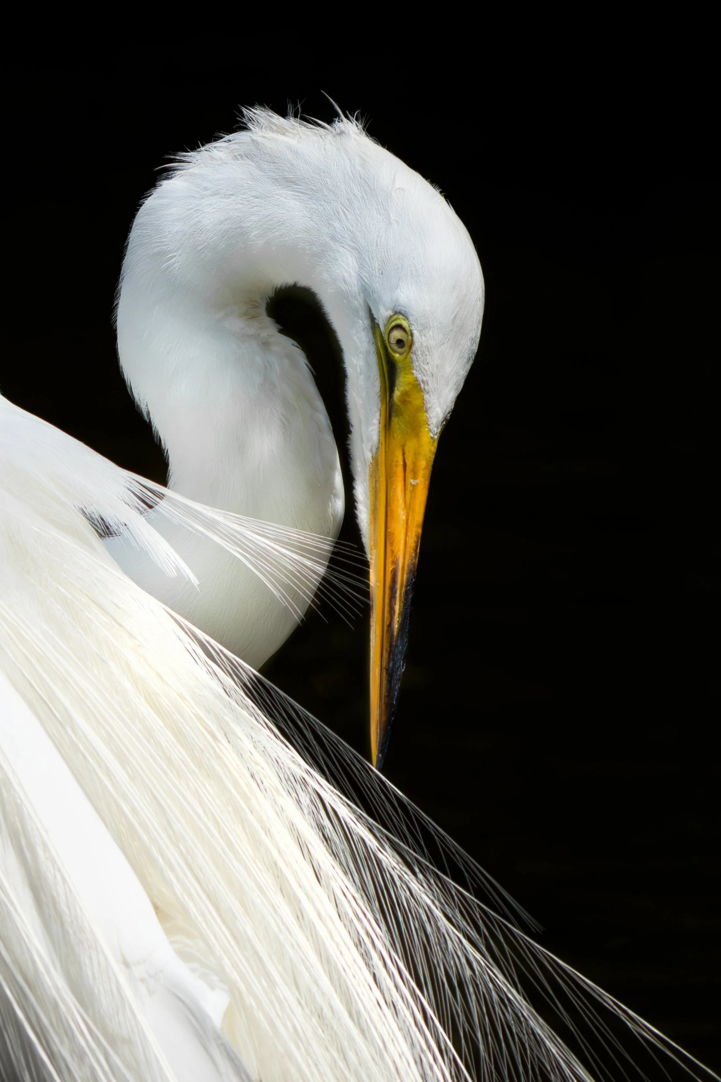 Effortless graceDSC02667-Enhanced-NR-2-2.jpg